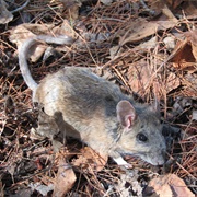 Stephens's Woodrat