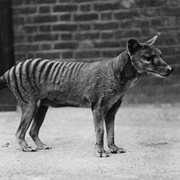 Tasmanian Tigers