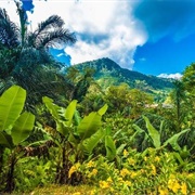 Ranomafana National Park