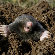 Hairy Tailed Mole