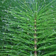 Horsetail
