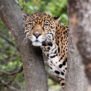 Oakland Zoo, California, USA