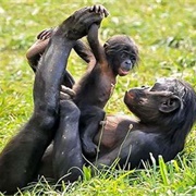 Mefou National Park, Cameroon