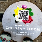 Chelsea in Bloom