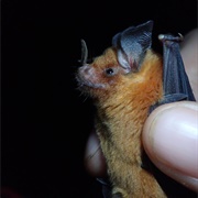 Niceforo's Big-Eared Bat