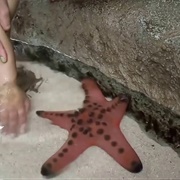 Touch a Living Starfish