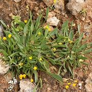 Caterpillar-Plant (Scorpiurus Muricatus)