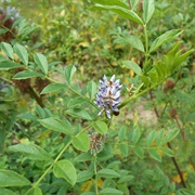 Chinese Licorice (Glycyrrhiza Echinata)