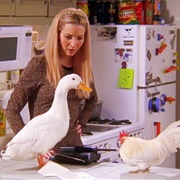 The Chick and the Duck ("Friends")