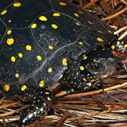 Spotted Turtle