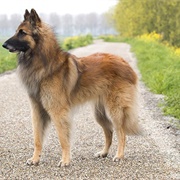 Belgian Tervuren