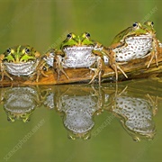 Five Little Speckled Frogs