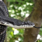 Black Rat Snake