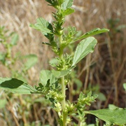 Common Tumbleweed (Amaranthus Albus)