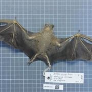 Brown Fruit-Eating Bat