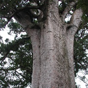 Square Kauri