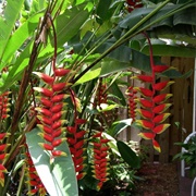 Heliconia