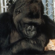 Koko the Gorilla