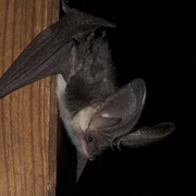 Alpine Long-Eared Bat