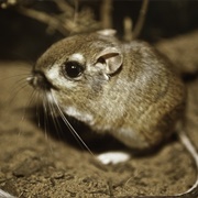 Stephens's Kangaroo Rat