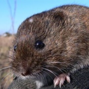 Townsend's Vole