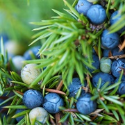 Common Juniper (Juniperus Communis)