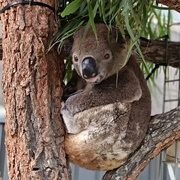 Sydney Zoo Blacktown