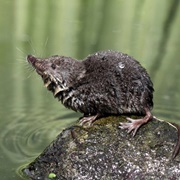 Marsh Shrew
