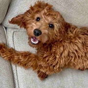 Golden Doodle