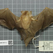 Trinidadian Funnel-Eared Bat