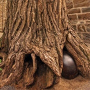 The Cannon Ball Tree