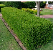 Hedges