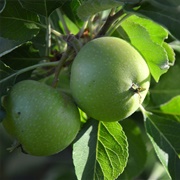 Unripe Apples