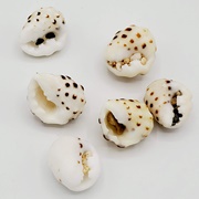 Hawaiian Drupe Shells