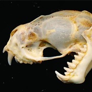 Big Crested Mastiff Bat