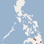 Rickart's Dyak Fruit Bat