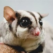 Sugar Glider