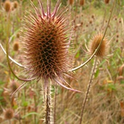 Teasel