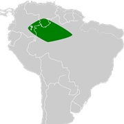 Ega Long-Tongued Bat