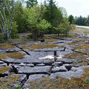 Alvar Communities/Goat Pastures, Carden Plain