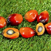 Palm Nut