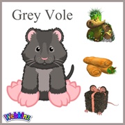 Grey Vole