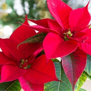Poinsettia