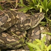 Coastal Carpet Python