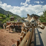 Cheyenne Mountain Zoo