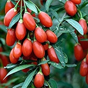 Chinese Boxthorn (Lycium Chinense)