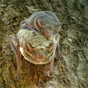 Mauritian Tomb Bat