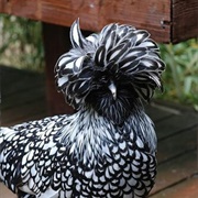 Fancy Chicken