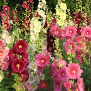 Hollyhock