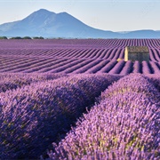 Valensole